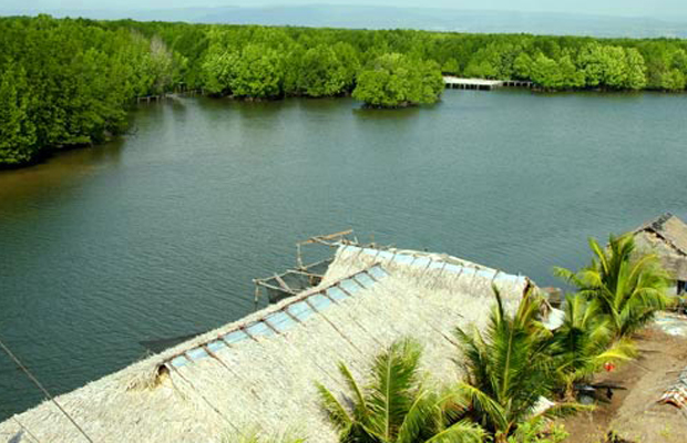 Mangrove Forest Koh Kong 2